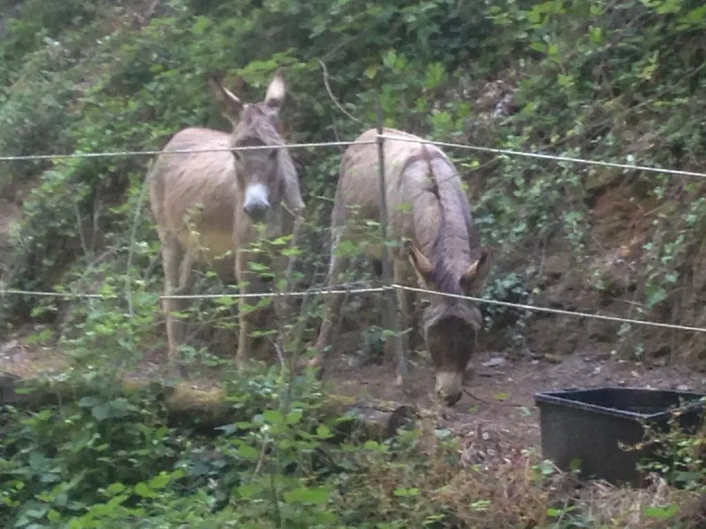Vakantieboerderij Il Rifugio Di Artemide Agriturismo Perinaldo Italië